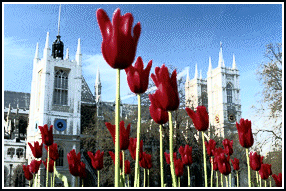 A view of Westminster Abbey taken across Parliament square by Harry's client